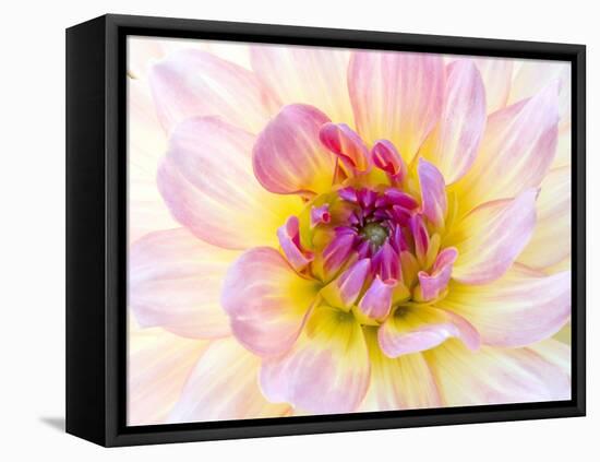 USA, Washington State, Cle Elum. Macro of a dahlia.-Julie Eggers-Framed Stretched Canvas