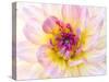 USA, Washington State, Cle Elum. Macro of a dahlia.-Julie Eggers-Stretched Canvas