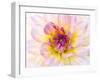 USA, Washington State, Cle Elum. Macro of a dahlia.-Julie Eggers-Framed Photographic Print