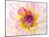 USA, Washington State, Cle Elum. Macro of a dahlia.-Julie Eggers-Mounted Photographic Print