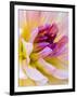 USA, Washington State, Cle Elum. Macro of a dahlia.-Julie Eggers-Framed Photographic Print