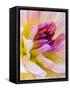 USA, Washington State, Cle Elum. Macro of a dahlia.-Julie Eggers-Framed Stretched Canvas