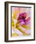 USA, Washington State, Cle Elum. Macro of a dahlia.-Julie Eggers-Framed Photographic Print