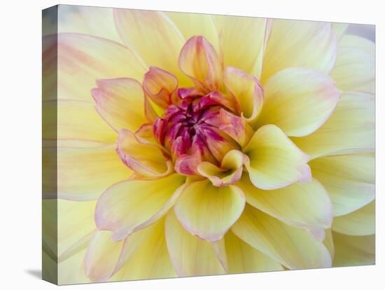 USA, Washington State, Cle Elum. Macro of a dahlia.-Julie Eggers-Stretched Canvas