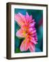 USA, Washington State, Cle Elum. Macro of a dahlia.-Julie Eggers-Framed Photographic Print