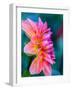 USA, Washington State, Cle Elum. Macro of a dahlia.-Julie Eggers-Framed Photographic Print