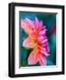 USA, Washington State, Cle Elum. Macro of a dahlia.-Julie Eggers-Framed Photographic Print