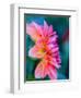 USA, Washington State, Cle Elum. Macro of a dahlia.-Julie Eggers-Framed Photographic Print