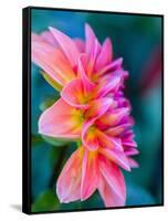 USA, Washington State, Cle Elum. Macro of a dahlia.-Julie Eggers-Framed Stretched Canvas