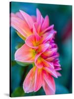 USA, Washington State, Cle Elum. Macro of a dahlia.-Julie Eggers-Stretched Canvas