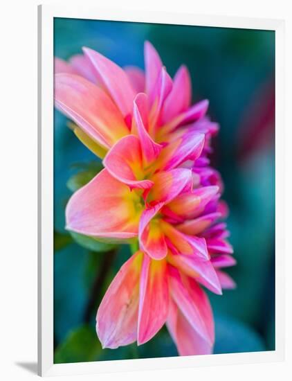 USA, Washington State, Cle Elum. Macro of a dahlia.-Julie Eggers-Framed Photographic Print