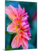 USA, Washington State, Cle Elum. Macro of a dahlia.-Julie Eggers-Mounted Photographic Print