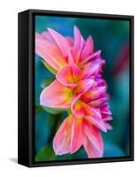 USA, Washington State, Cle Elum. Macro of a dahlia.-Julie Eggers-Framed Stretched Canvas