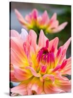 USA, Washington State, Cle Elum. Macro of a dahlia.-Julie Eggers-Stretched Canvas