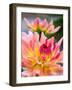 USA, Washington State, Cle Elum. Macro of a dahlia.-Julie Eggers-Framed Photographic Print