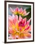 USA, Washington State, Cle Elum. Macro of a dahlia.-Julie Eggers-Framed Photographic Print