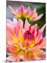 USA, Washington State, Cle Elum. Macro of a dahlia.-Julie Eggers-Mounted Photographic Print