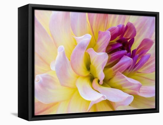 USA, Washington State, Cle Elum. Macro of a dahlia.-Julie Eggers-Framed Stretched Canvas