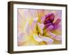 USA, Washington State, Cle Elum. Macro of a dahlia.-Julie Eggers-Framed Photographic Print