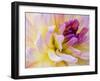 USA, Washington State, Cle Elum. Macro of a dahlia.-Julie Eggers-Framed Photographic Print