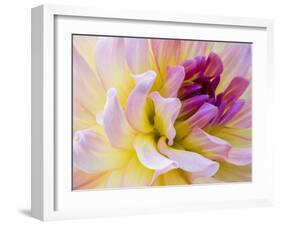 USA, Washington State, Cle Elum. Macro of a dahlia.-Julie Eggers-Framed Photographic Print