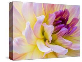 USA, Washington State, Cle Elum. Macro of a dahlia.-Julie Eggers-Stretched Canvas