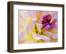 USA, Washington State, Cle Elum. Macro of a dahlia.-Julie Eggers-Framed Photographic Print