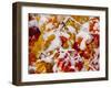 Usa, Washington State, Cle Elum. Vine maple in snow-Merrill Images-Framed Photographic Print