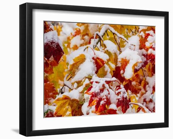 Usa, Washington State, Cle Elum. Vine maple in snow-Merrill Images-Framed Photographic Print