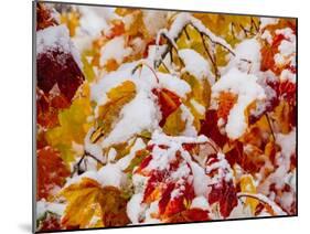Usa, Washington State, Cle Elum. Vine maple in snow-Merrill Images-Mounted Photographic Print