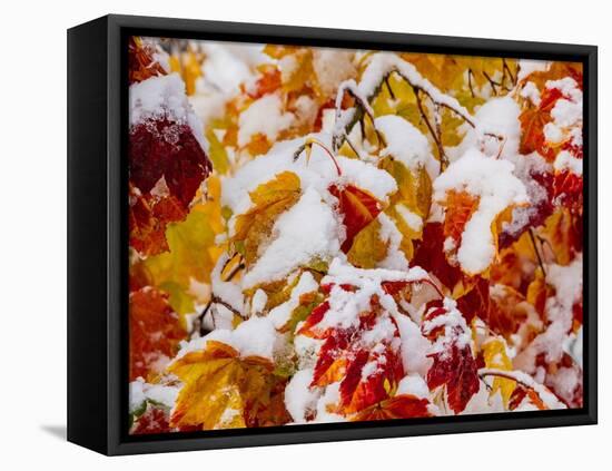 Usa, Washington State, Cle Elum. Vine maple in snow-Merrill Images-Framed Stretched Canvas