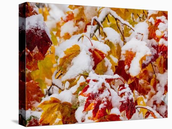 Usa, Washington State, Cle Elum. Vine maple in snow-Merrill Images-Stretched Canvas