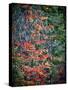 USA, Washington State, Cle Elum. Vine maples and moss hanging from the tree in Autumn.-Julie Eggers-Stretched Canvas