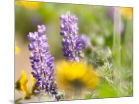USA, Washington State. Close-up of Arrowleaf Balsamroot and lupine-Terry Eggers-Mounted Photographic Print