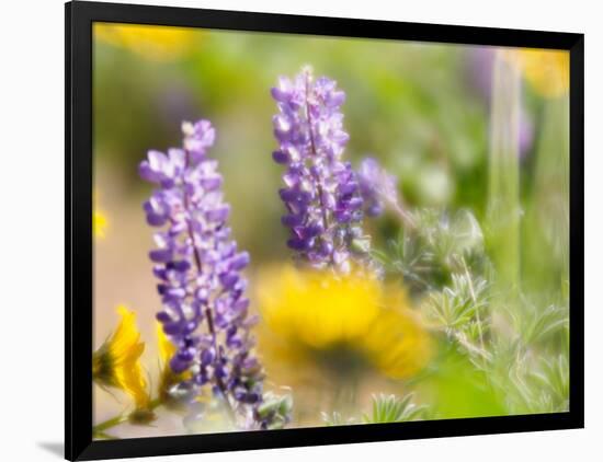 USA, Washington State. Close-up of Arrowleaf Balsamroot and lupine-Terry Eggers-Framed Photographic Print