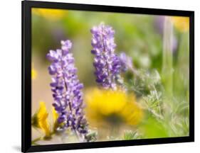 USA, Washington State. Close-up of Arrowleaf Balsamroot and lupine-Terry Eggers-Framed Photographic Print