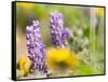 USA, Washington State. Close-up of Arrowleaf Balsamroot and lupine-Terry Eggers-Framed Stretched Canvas