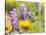 USA, Washington State. Close-up of Arrowleaf Balsamroot and lupine-Terry Eggers-Stretched Canvas