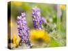 USA, Washington State. Close-up of Arrowleaf Balsamroot and lupine-Terry Eggers-Stretched Canvas