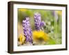 USA, Washington State. Close-up of Arrowleaf Balsamroot and lupine-Terry Eggers-Framed Premium Photographic Print