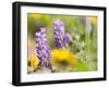 USA, Washington State. Close-up of Arrowleaf Balsamroot and lupine-Terry Eggers-Framed Premium Photographic Print