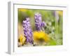USA, Washington State. Close-up of Arrowleaf Balsamroot and lupine-Terry Eggers-Framed Premium Photographic Print