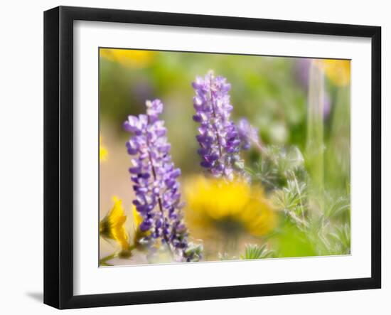 USA, Washington State. Close-up of Arrowleaf Balsamroot and lupine-Terry Eggers-Framed Photographic Print