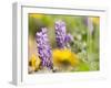 USA, Washington State. Close-up of Arrowleaf Balsamroot and lupine-Terry Eggers-Framed Photographic Print