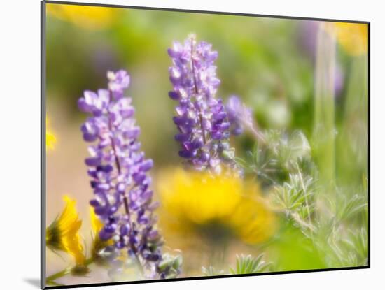 USA, Washington State. Close-up of Arrowleaf Balsamroot and lupine-Terry Eggers-Mounted Photographic Print