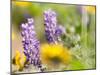 USA, Washington State. Close-up of Arrowleaf Balsamroot and lupine-Terry Eggers-Mounted Photographic Print