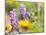 USA, Washington State. Close-up of Arrowleaf Balsamroot and lupine-Terry Eggers-Mounted Photographic Print