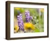 USA, Washington State. Close-up of Arrowleaf Balsamroot and lupine-Terry Eggers-Framed Photographic Print