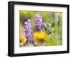 USA, Washington State. Close-up of Arrowleaf Balsamroot and lupine-Terry Eggers-Framed Photographic Print