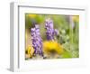 USA, Washington State. Close-up of Arrowleaf Balsamroot and lupine-Terry Eggers-Framed Photographic Print